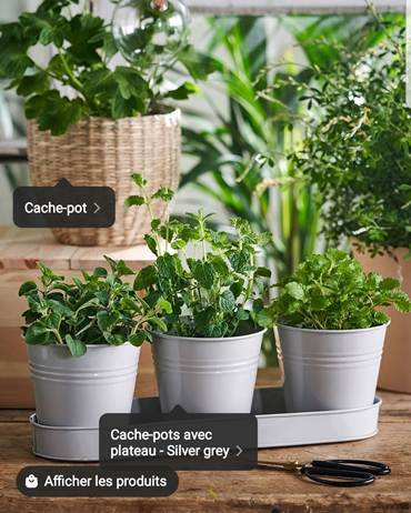 Image de vente de plantes sur instagram.